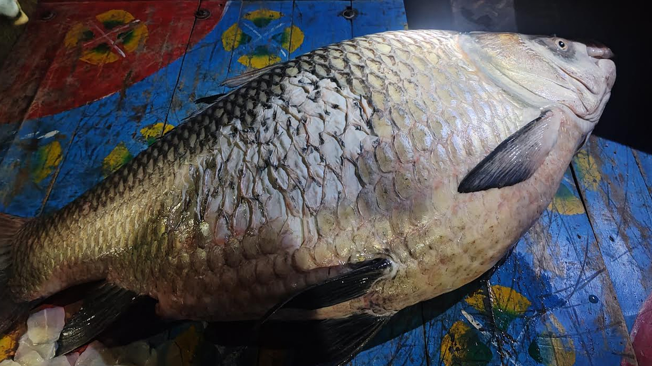 পদ্মায় মিলল এক মণের কাতলা, মূল্য ৪৬ হাজার টাকা